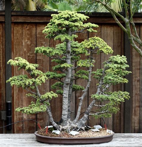 bonsai 意思|Bonsai – Wikipedia